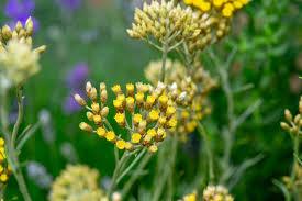 Avantages pour la santé et les Usages de Curry
