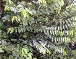 Avantages pour la santé et les Usages de l'Uda Plante