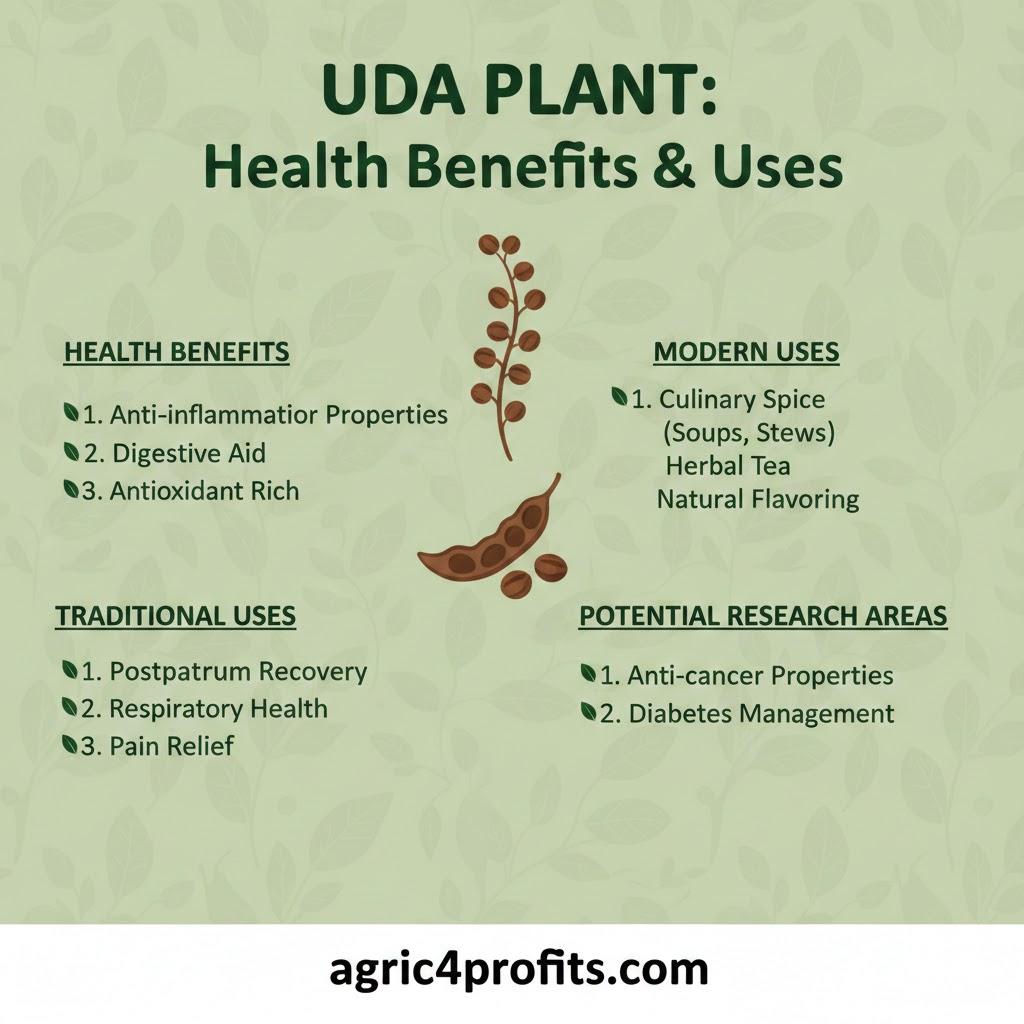 Avantages pour la santé et les Usages de l'Uda Plante