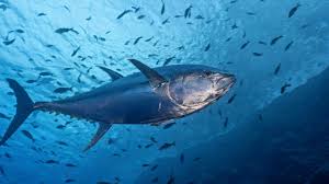 Avantages pour la santé et les Usages de Thon