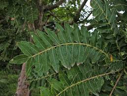 Raisons de Boswellia Serrata est bon pour votre santé