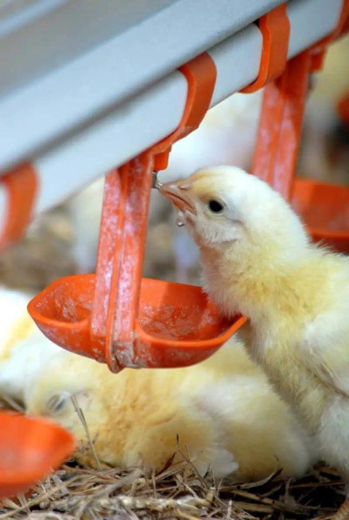 Recommandé De Poulets De Chair Calendrier De Vaccination