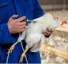 Recommandé De Poulets De Chair Calendrier De Vaccination