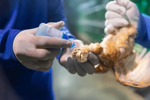 Recommandé De Poulets De Chair Calendrier De Vaccination