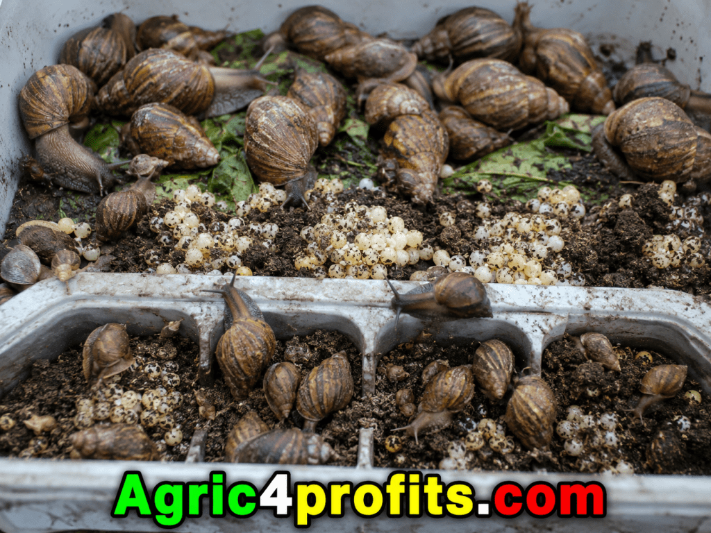 Daily Routine Duties in a Snail Farm - Agric4Profits