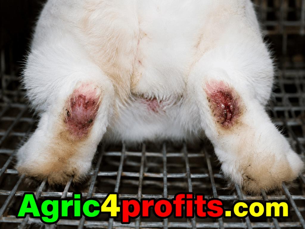Rabbit Pododermatitis Cause How to Treat Sore Hocks in Rabbits - Agric4Profits