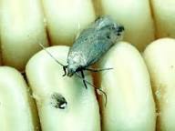 Pests Threatening Stored Agricultural Produce