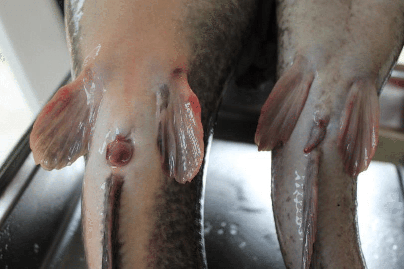 Unveiling Catfish Secrets: Anatomy and Reproduction! Unveiling Catfish Secrets: Anatomy and Reproduction!