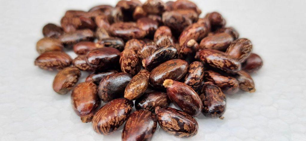 Health Benefits and Uses of Ogiri (Castor Beans)