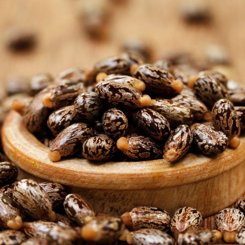 Health Benefits and Uses of Ogiri (Castor Beans)