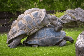 The Secret Life of Tortoise Reproduction!