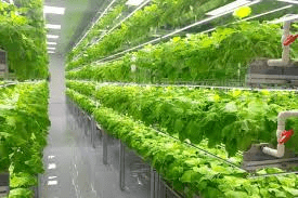 Mastering Vertical Farming: A Step-by-Step Ultimate Guide