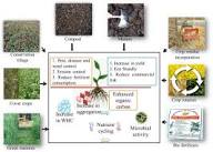 Identification of Mineral Deficiency Symptoms in Plants