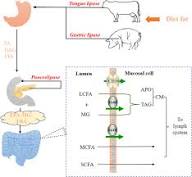 Essential Fatty Acids as Agricultural Food Additives