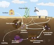 Availability of Phosphorus and Potassium in Soil Availability of Phosphorus and Potassium in Soil