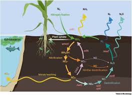 Factors Influencing Nitrogen Availability in Agricultural Soils Factors Influencing Nitrogen Availability in Agricultural Soils