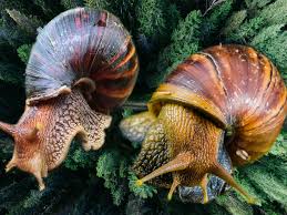 Benefits of Snail Farming as a Lucrative Business
