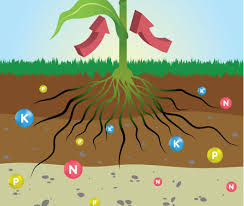 Nutrient Uptake by Plant Roots in Agricultural Systems