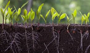 Nutrient Uptake by Plant Roots in Agricultural Systems Nutrient Uptake by Plant Roots in Agricultural Systems