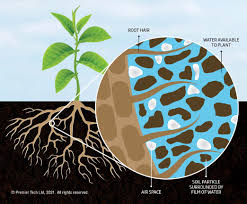 Nutrient Uptake by Plant Roots in Agricultural Systems Nutrient Uptake by Plant Roots in Agricultural Systems