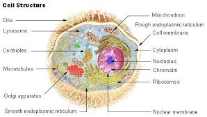 Types of Cells in Agricultural Organisms