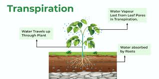 Transpiration in Plants