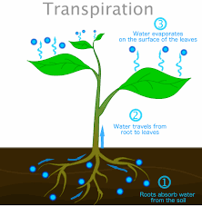 Transpiration in Plants
