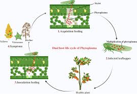 Translocation in Plants: Movement of Photosynthetic Products