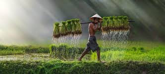 Meaning and Types of Ecosystems Suitable for Agricultural Projects