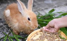 Complete Practical Rabbits Feed Formulation Guide