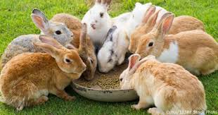 Complete Practical Rabbits Feed Formulation Guide