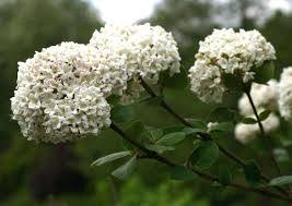 Complete Practical Growing and Care Guide of Viburnum Flowers