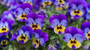 Complete Practical Growing and Care Guide of Violet Flowers