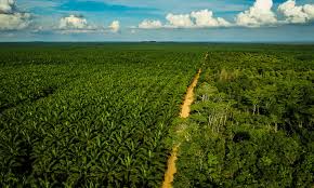 Land Use in the Tropics and Its Agricultural Significance