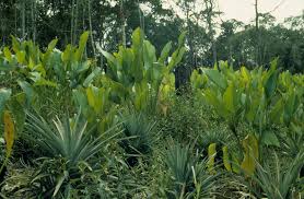 Land Use in the Tropics and Its Agricultural Significance