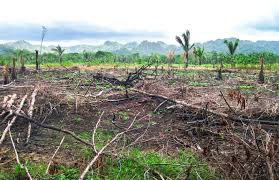 Land Use in the Tropics and Its Agricultural Significance