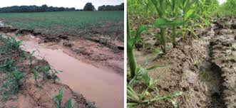 Types of Soil Erosion and Their Impact on Agricultural Productivity