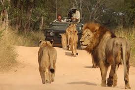 Wild Earth African Safari Platform