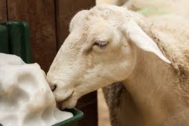 Is Licking Blocks Good for Goats Health? Find Out