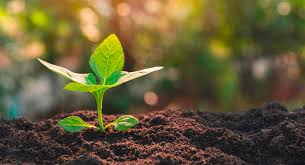 Deficiency Symptoms and Correction of Nutrient Elements in Plant Nutrition