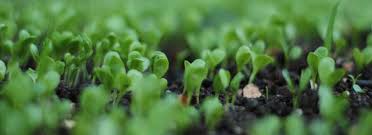 Factors Affecting Nutrient Elements Availability in Soil for Plant Uptake