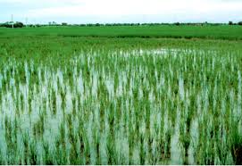 Factors Affecting Nutrient Elements Availability in Soil for Plant Uptake