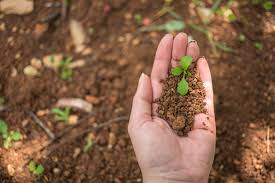 Soil Acidity and Its Impact on Agricultural Productivity