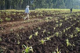 Soil Acidity and Its Impact on Agricultural Productivity