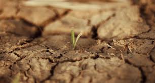 Soil Basicity and Alkalinity in Agricultural Systems