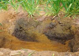 Soil Basicity and Alkalinity in Agricultural Systems