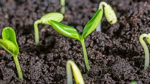 Soil Fertility Evaluation for Enhanced Agricultural Productivity