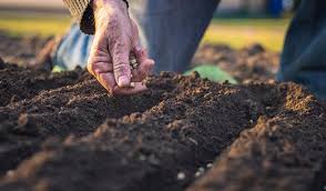 Soil Fertility Evaluation for Enhanced Agricultural Productivity