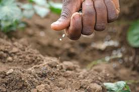 Relationship Between Soil And Soil Fertility In Crop Production