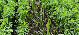 Role of Green Manure and Cover Crops in Agriculture
